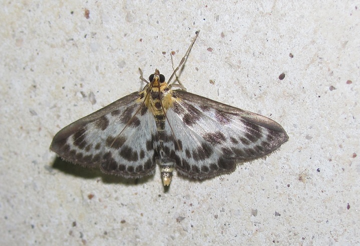 Anania hortulata, Crambidae